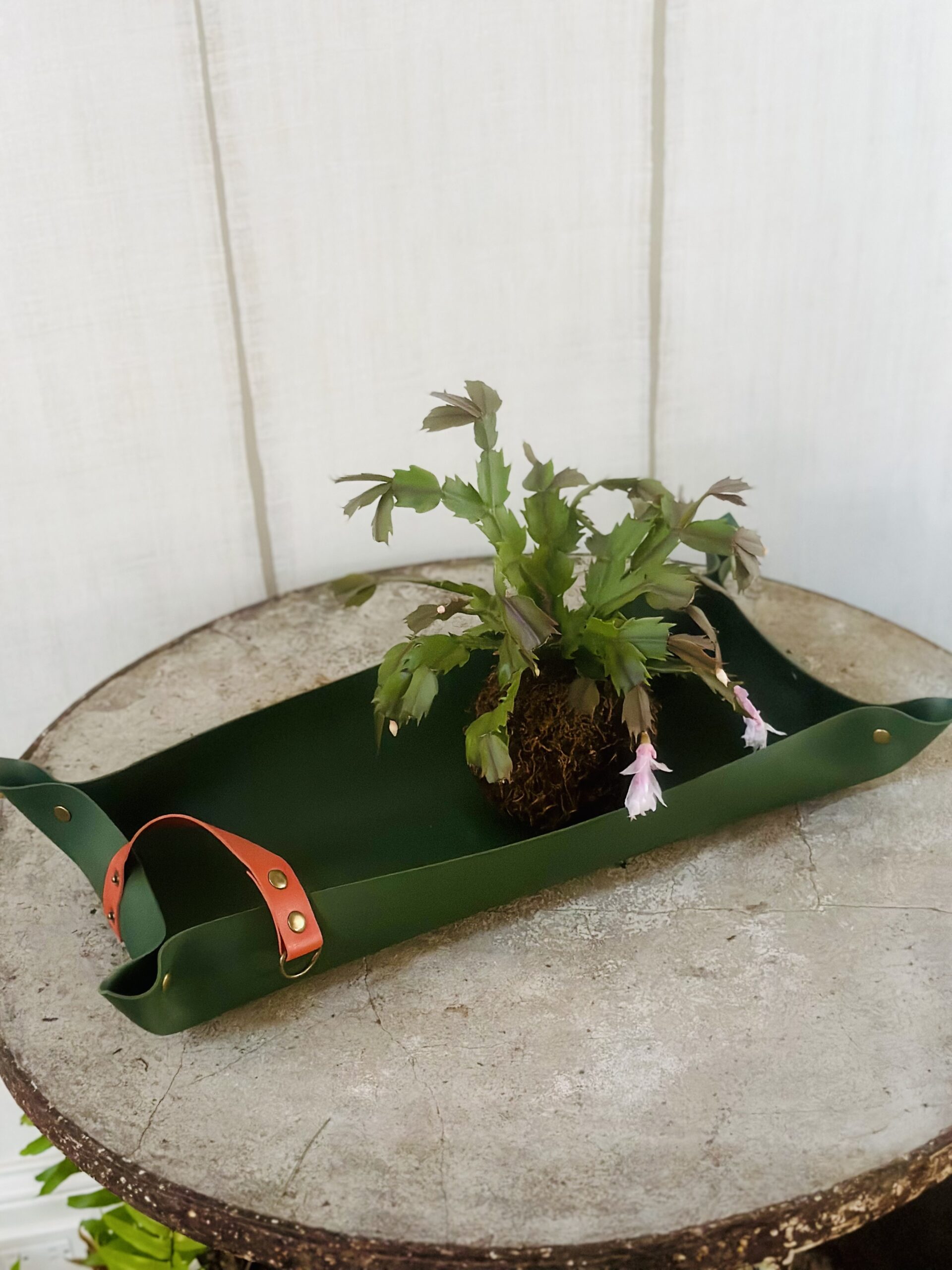 Kokedama Kits - Image 2